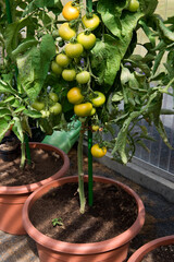 Tomaten im Topf