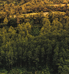 Obraz premium autumn forest in the morning