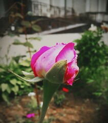 pink rose in garden