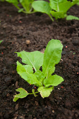 Green young seedling of plant in a brown soil.