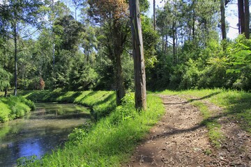 Green path at a village edge with abundant sunshine and fresh air