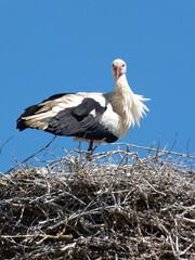 Storch auf seinem Nest mit Halzkrause