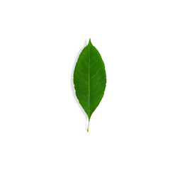 Fototapeta premium One juicy fresh green leaf isolated on white background. The concept of vegetation, freshness, youth, greenery.