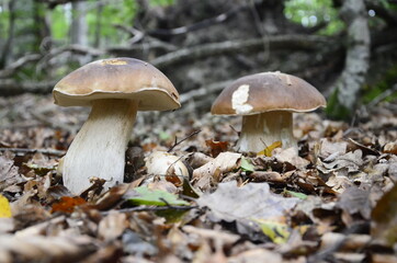 Cèpe de Bordeaux (Boletus edulis)