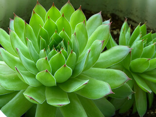 green succulent plant