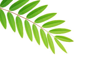 Green leaves isolated on white background with copy space.