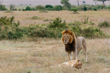 Lion mating couple spending several days together on the plains of the Msai Mara National Reserve in Kenya