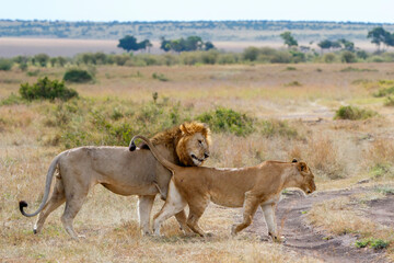 Lion mating couple spending several days together on the plains of the Msai Mara National Reserve in Kenya
