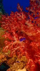 Fototapeta na wymiar Soft coral in Palau
