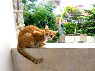 cat sitting in balcony.