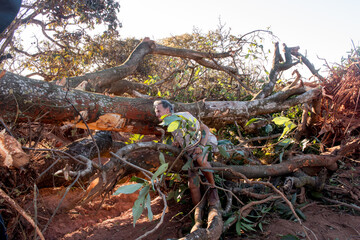 Biologist Environmentalist looking over the damage cause to an Avocado tree that was bulldozed down in an Urban Area of Brasilia, Brazil, to make room for expansion in the Northwest part of the city.
