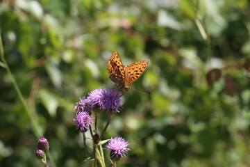 Beautiful butterfly sitting on flower in garden