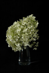 Hydrangea in a vase on a black background