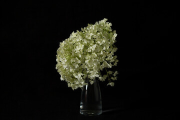 Hydrangea in a vase on a black background