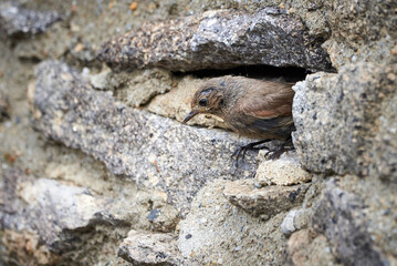 Black redstart female bird at the nest hole  (Phoenicurus ochruros)