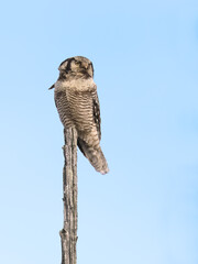 northern hawk owl