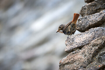 Black redstart female bird with insect for chicks (Phoenicurus ochruros)