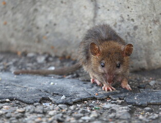 A small rat against a gray concrete wall