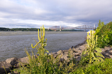 Great Mullein growing on the St. Lawrence River shore in summer, with the Quebec and Pierre-Laporte...