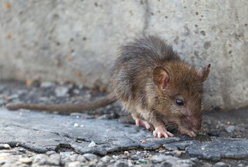 A small rat against a gray concrete wall