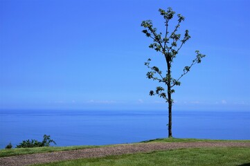 ocean and tree