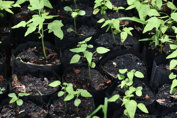 Seedling or young plants in a black bag