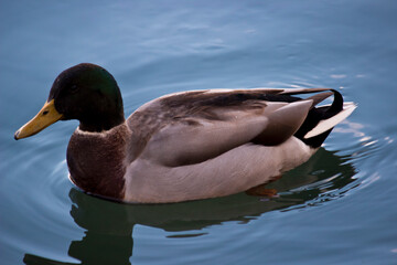 canard dans l'eau
