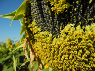 Ripe sunflower with seeds close up against deep blue sky and agricultural field