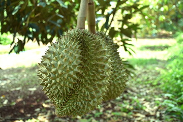 Fresh durian on the tree in the garden : selective focus.