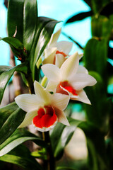 White orchids, red stamens, bloom beautifully in the garden under beautiful lighting and blurred background images for beauty.