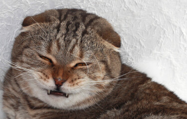Funny cat smiles. A lop-eared tabby cat.
