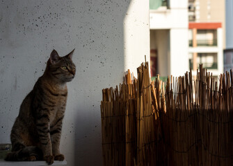 chat