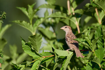 Haussperling auf einem Ast	