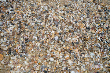 Sea shells on the beach