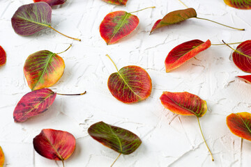 pattern made of fallen autumn leaves on white background