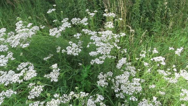 common yarrow (Achillea millefolium)