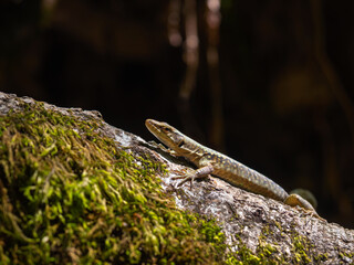 Small lizard on a tree in the wild