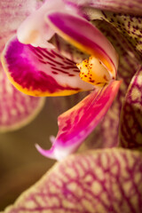 Side view of a pink and yellow orchid flower blooming. Colorful still life, vertical macro detailed image of an isolated single magenta flower