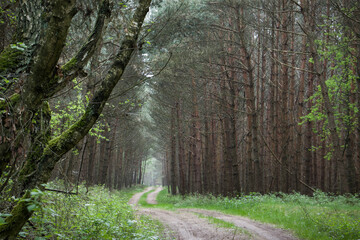 Path in pine forest in German federated state of Brandenburg, where trees are planted and harvested for the production of timber