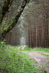Path in pine forest in German federated state of Brandenburg, where trees are planted and harvested for the production of timber.