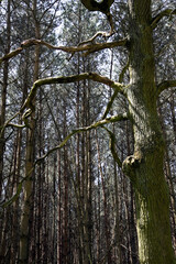 Thick tree with twisted branches in a leafless forest, vertical view