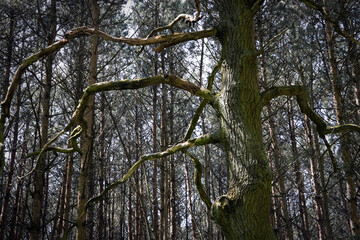 Spooky thick tree with twisted branches in a leafless forest, horizontal view