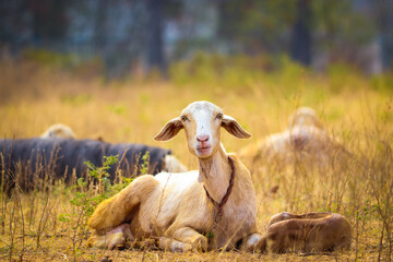 sheep in the field