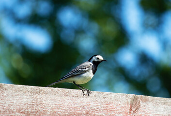 A Wagtail bird sits on a blurred background of green and blue. On a Sunny summer day. Nature. Birds.