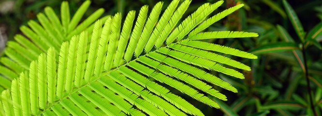 Leaf background, Selective focus .