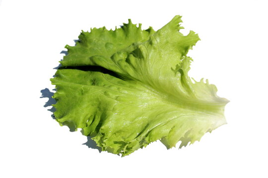 Green hresh lettuce leaf on White background
