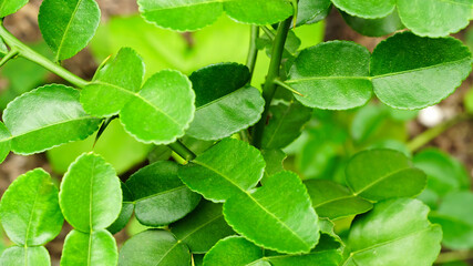 Kaffir lime leaves, on a fresh green tree.