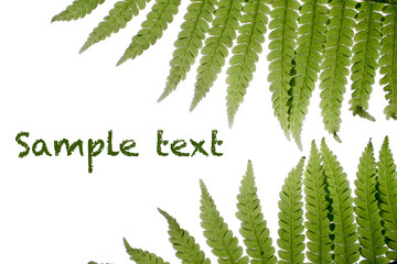 Poster with a fern on an isolated background for sample text. An article about natural cosmetics.