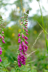 wild foxglove in the countryside