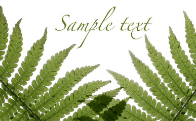 Poster with a fern on an isolated background for sample text. An article about natural cosmetics.